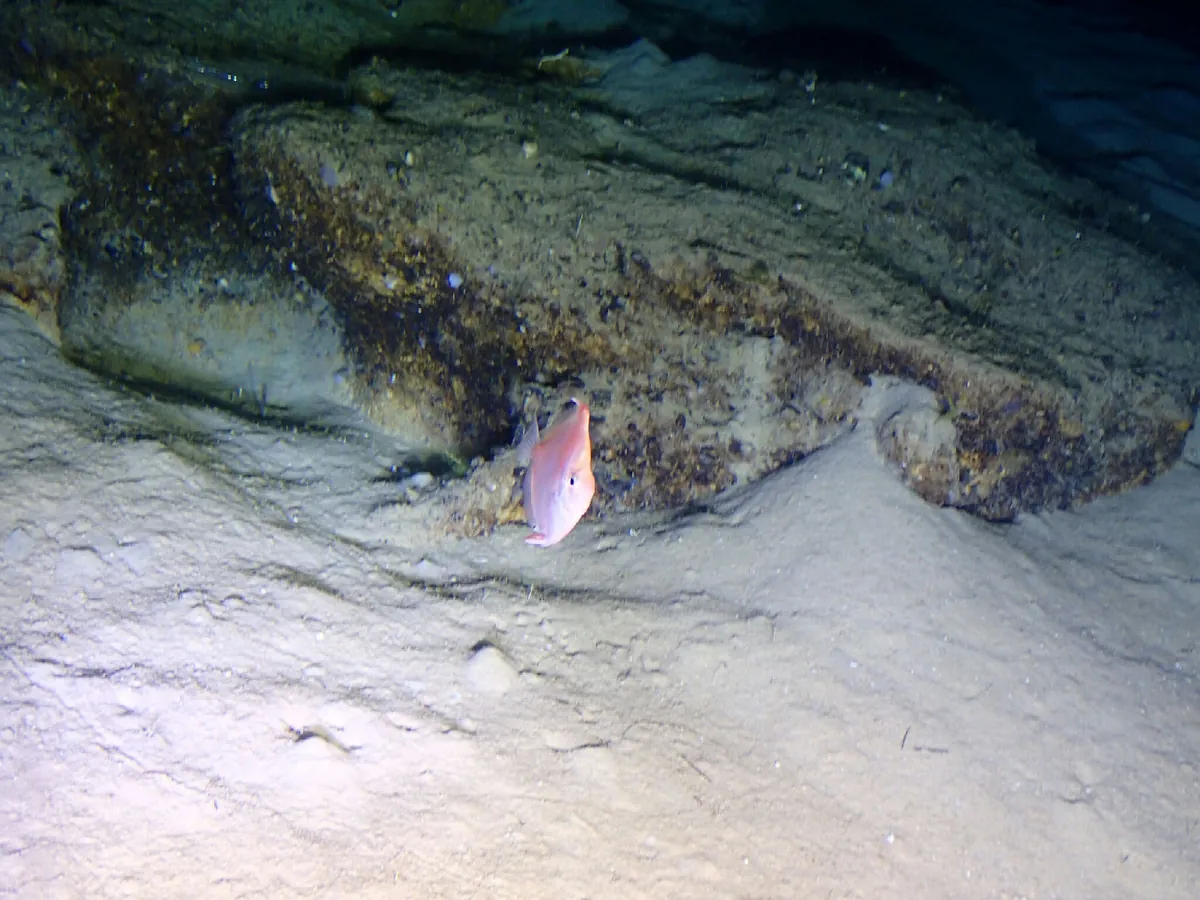 Boarfish