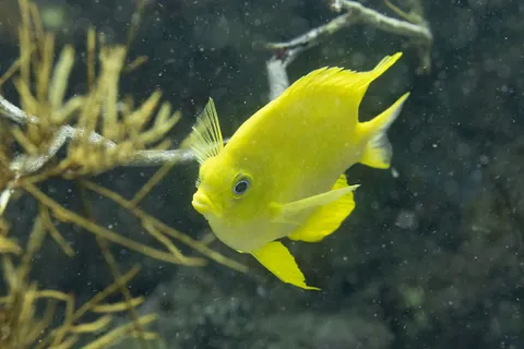Golden damselfish