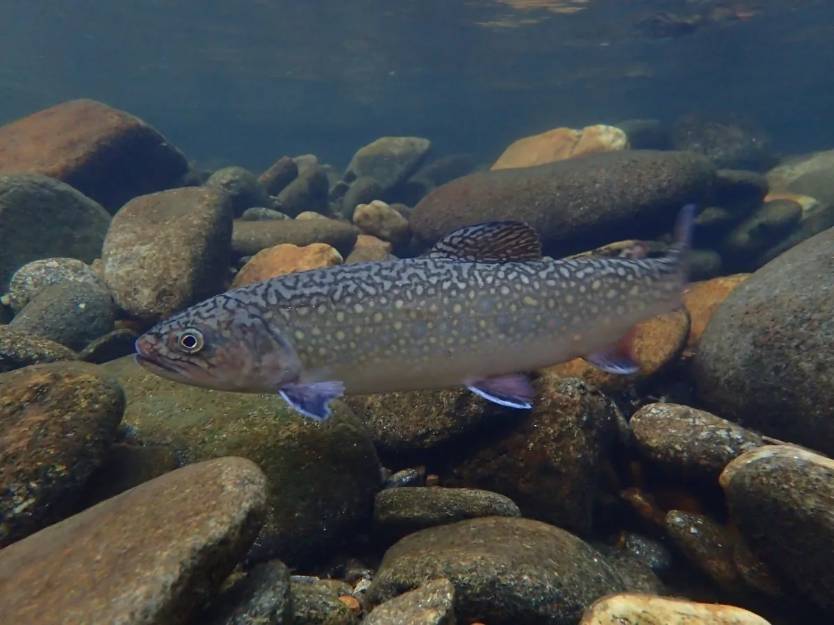 Trout