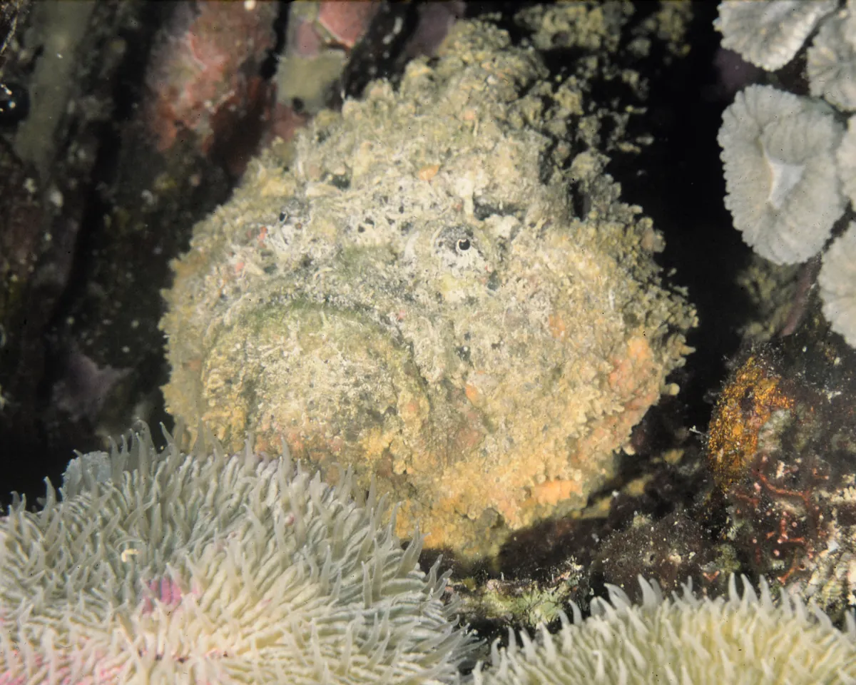 Reef stonefish