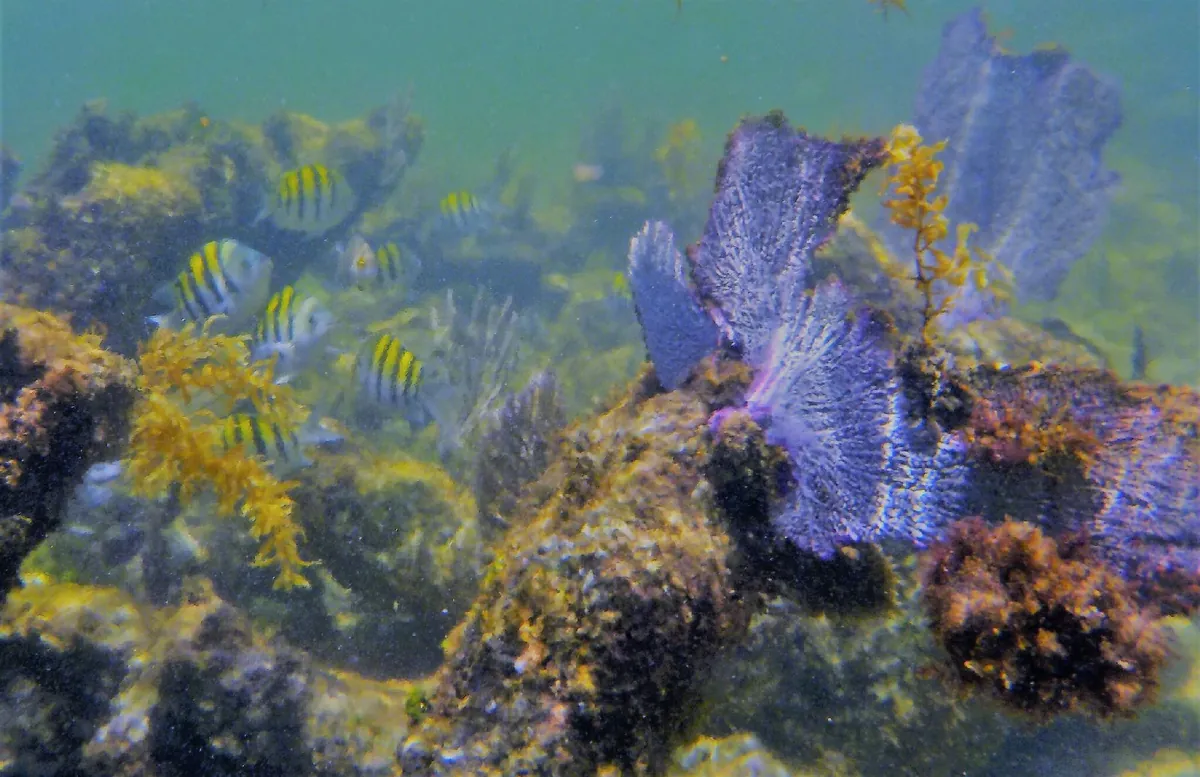 Common Sea Fan