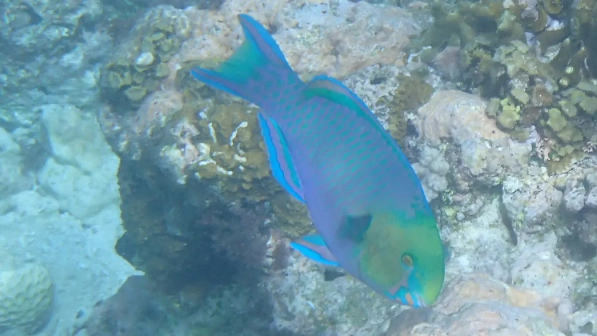 Greensnout Parrotfish