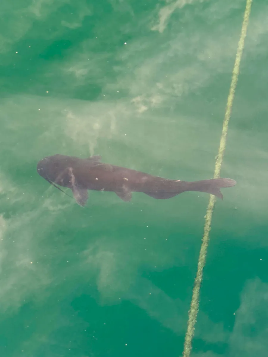 Channel Catfish
