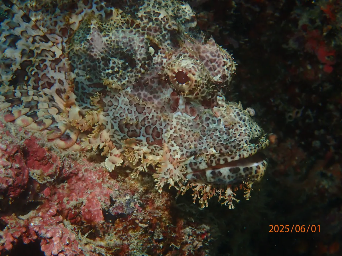 Tassled scorpionfish