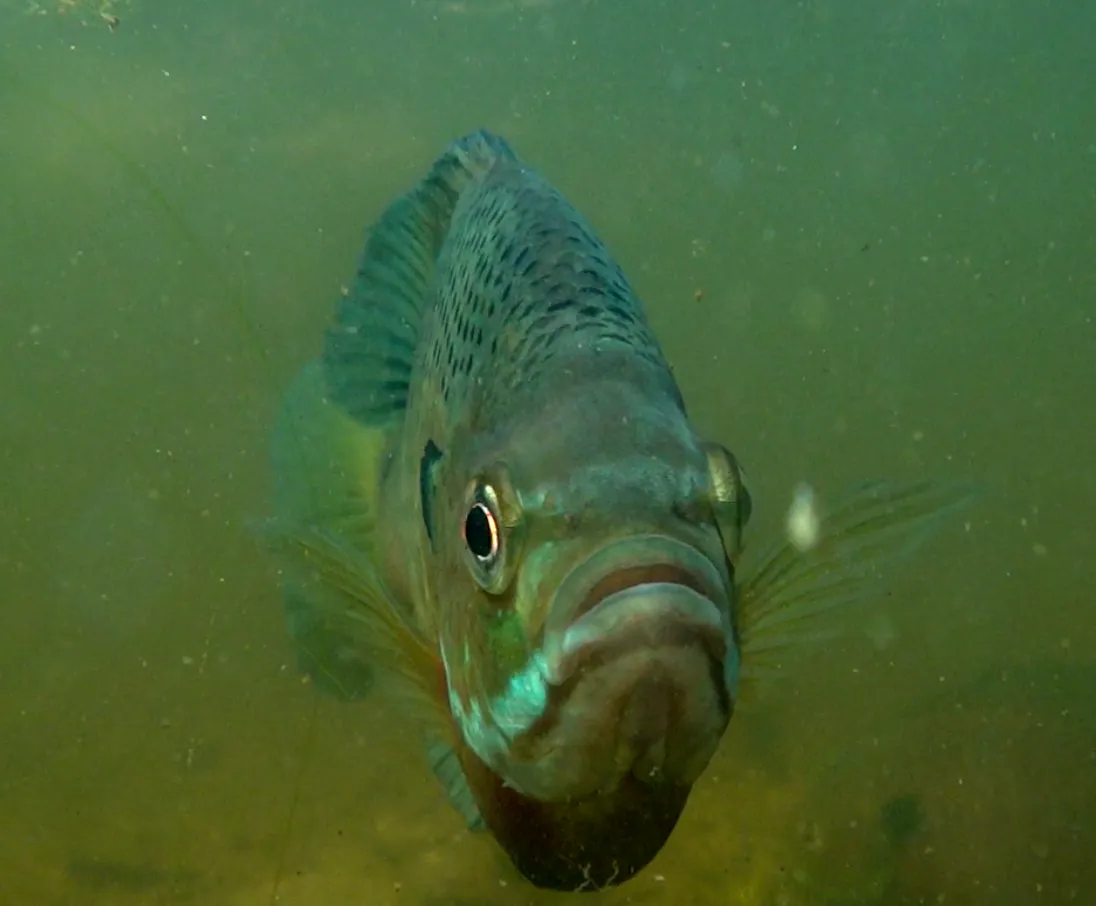Bluegill