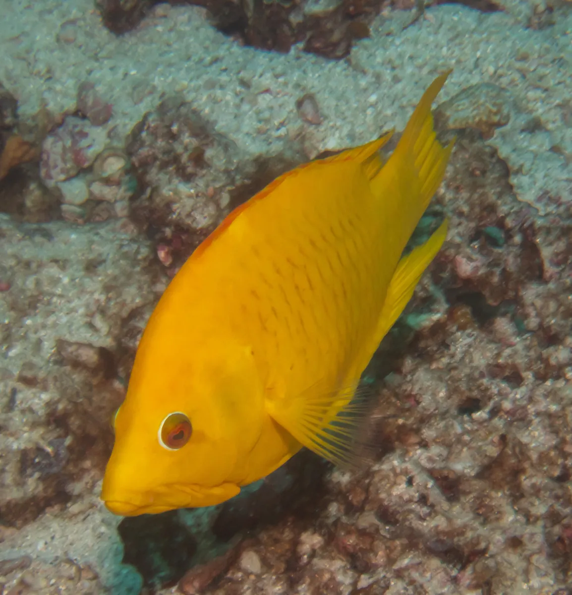 Sling-jaw wrasse