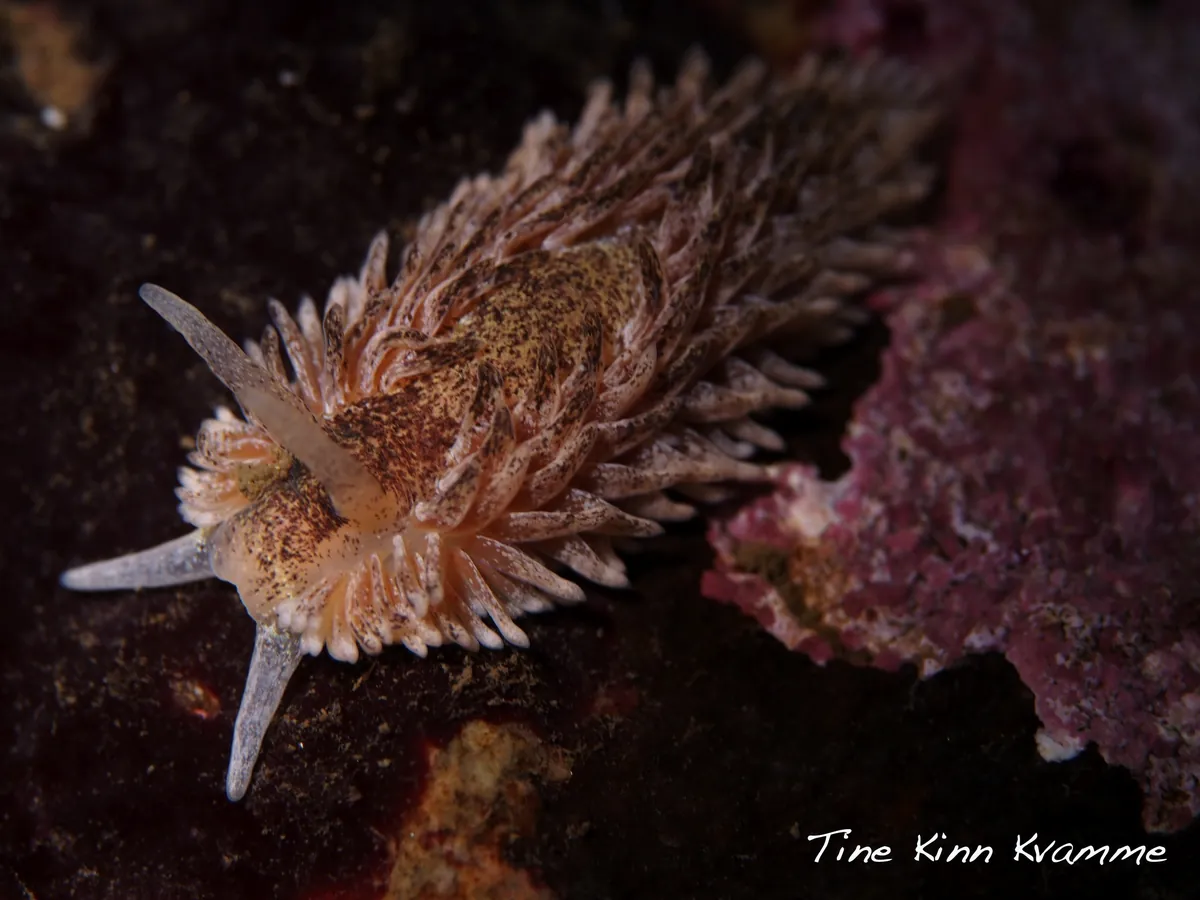 Shag-rug Nudibranch