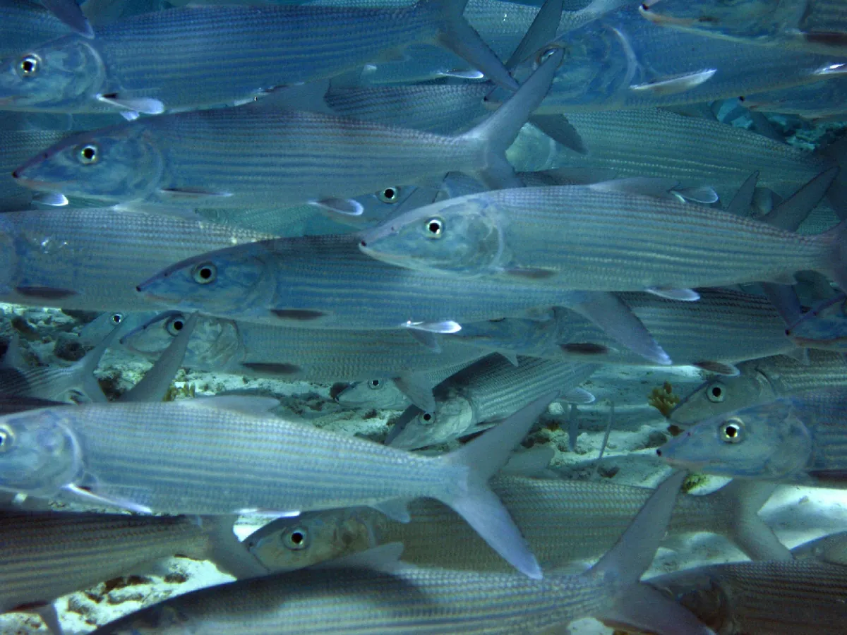 Bonefish