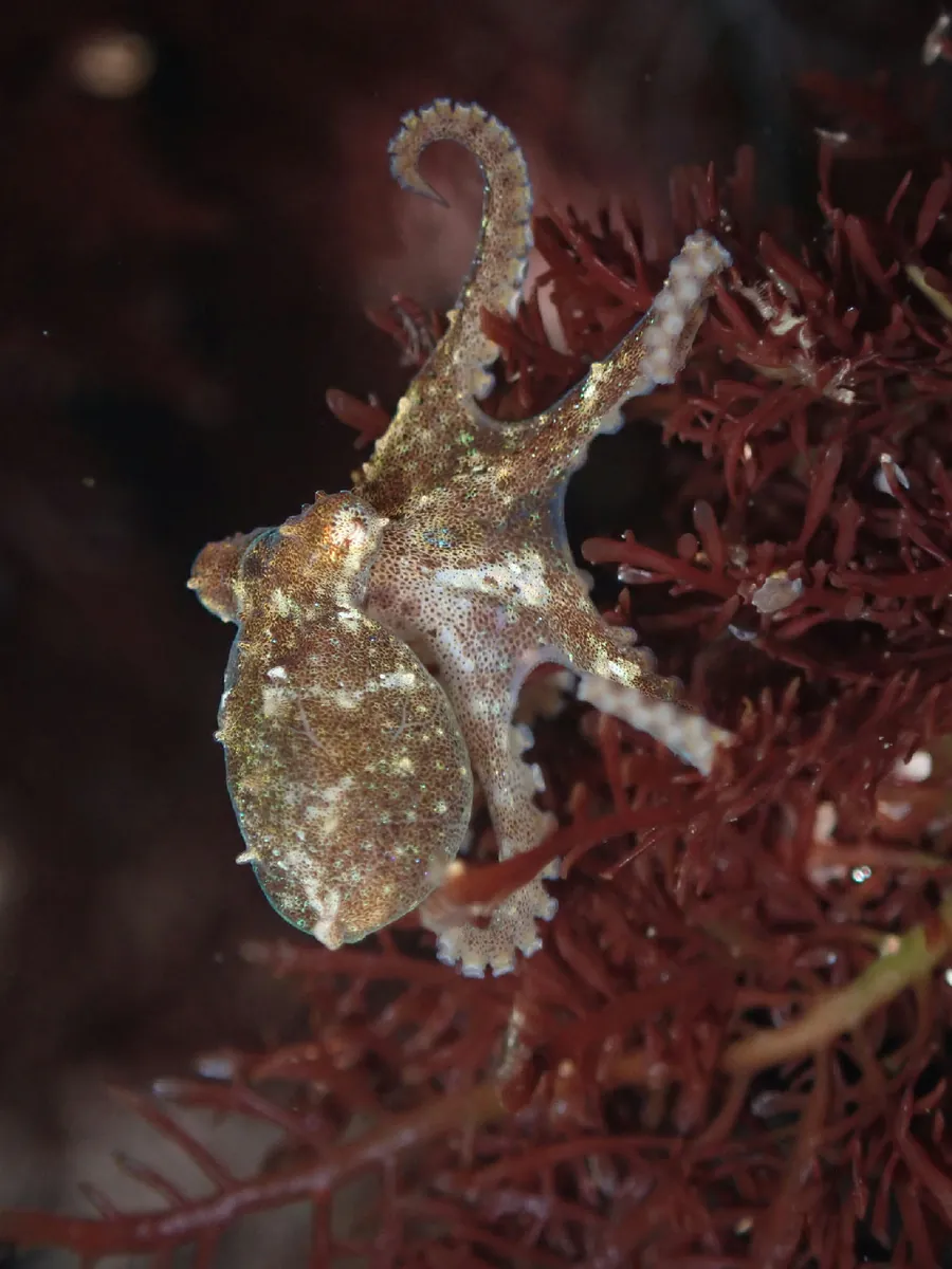 Lesser Two-spot Octopus