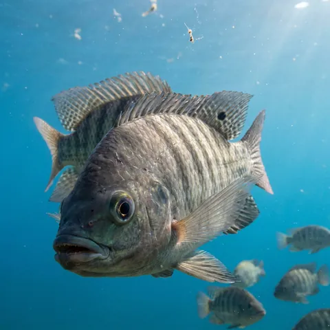 Nile Tilapia