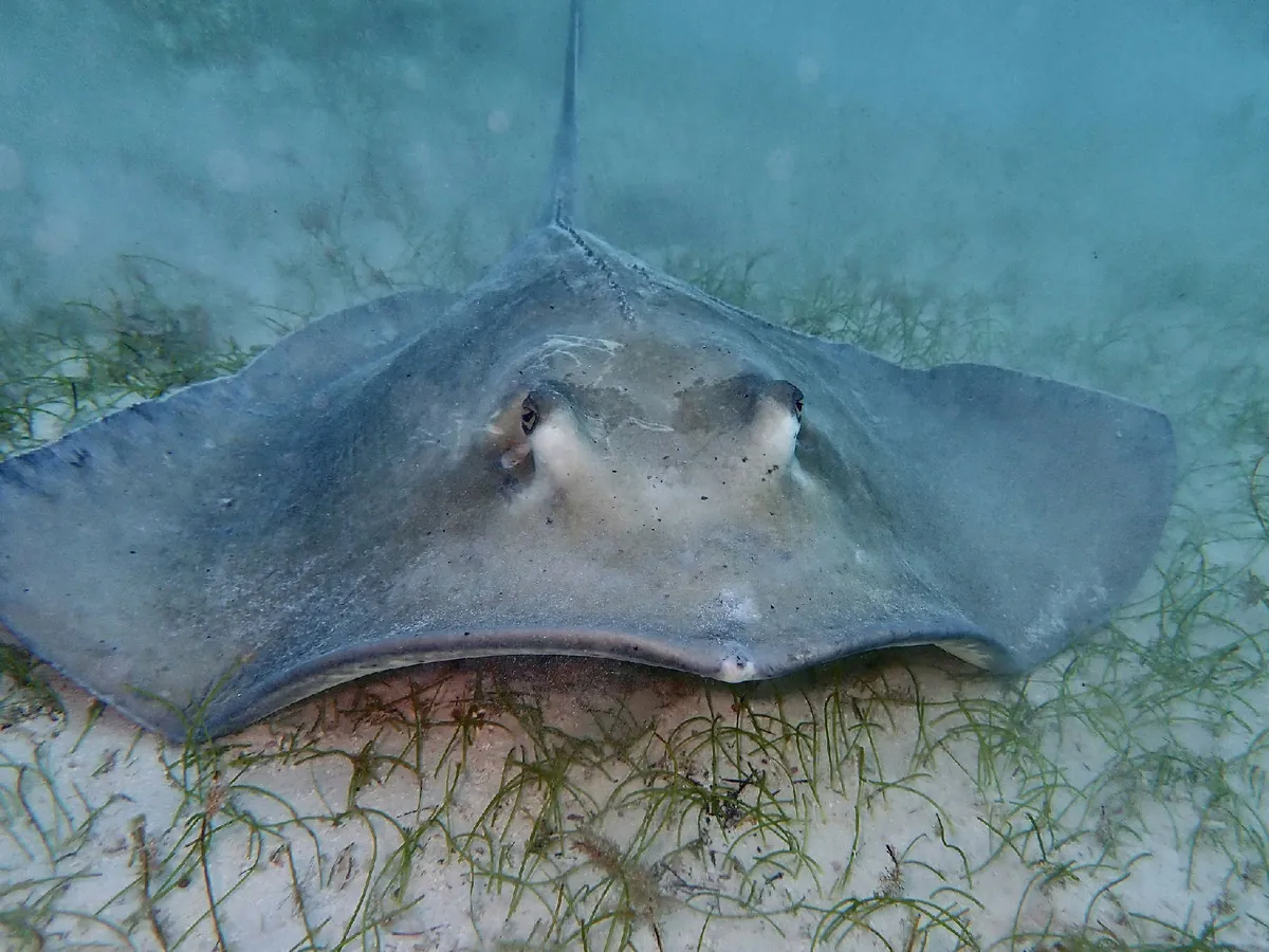 Southern Stingray