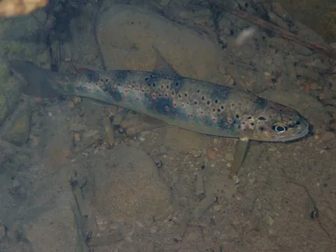 Brown Trout