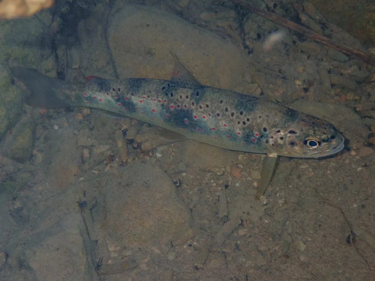 Brown Trout