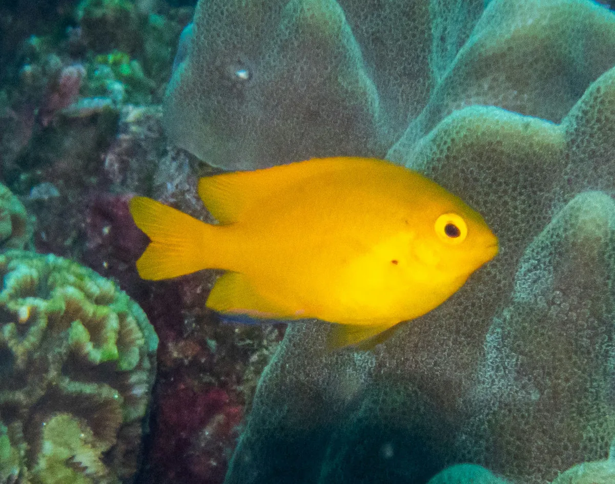Lemon damsel