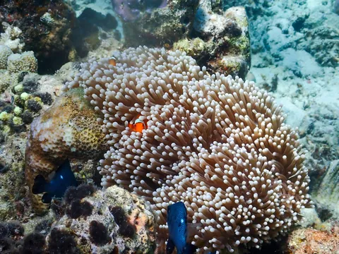 Magnificent Sea Anemone