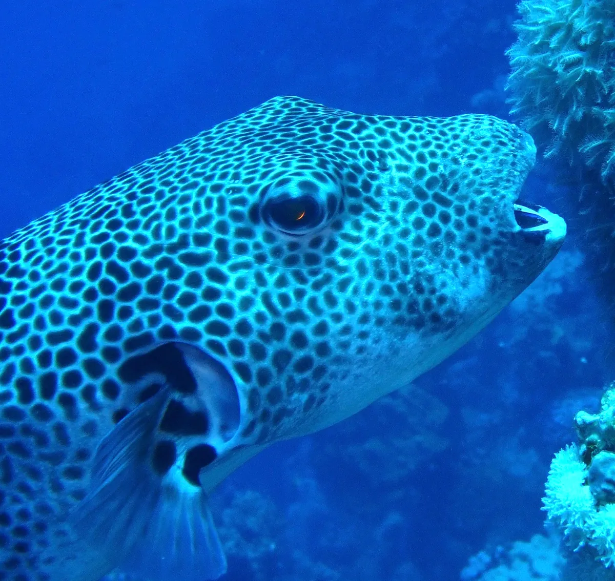 Stellate Puffer