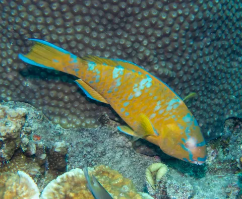 Blue-barred parrotfish