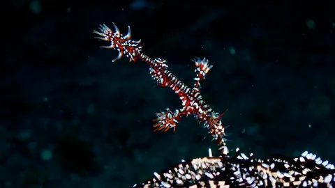 Ghost Pipefish
