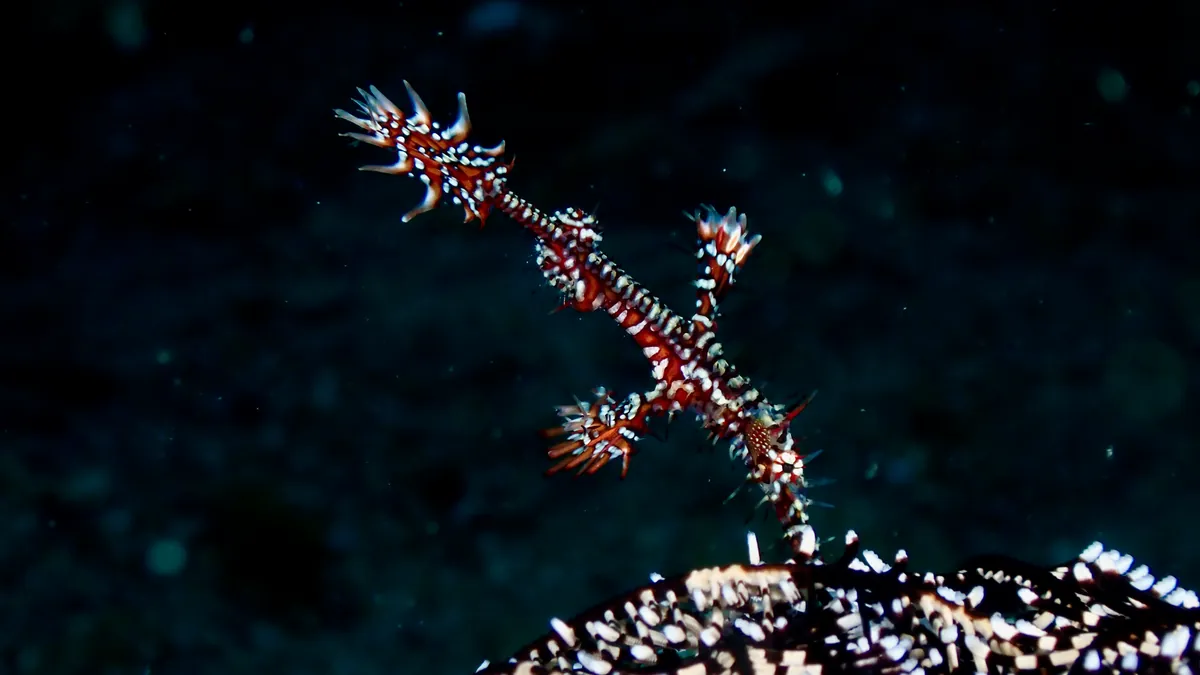 Ghost Pipefish