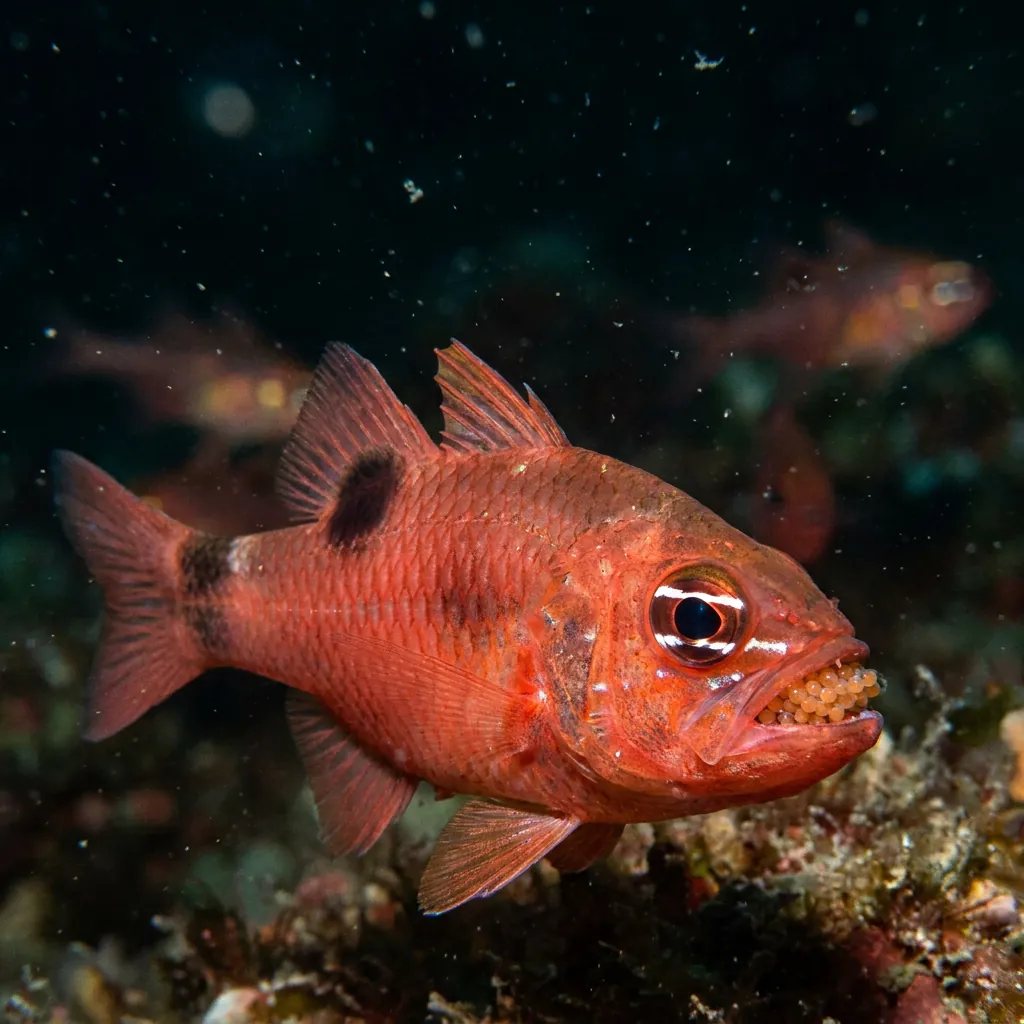 Flamefish