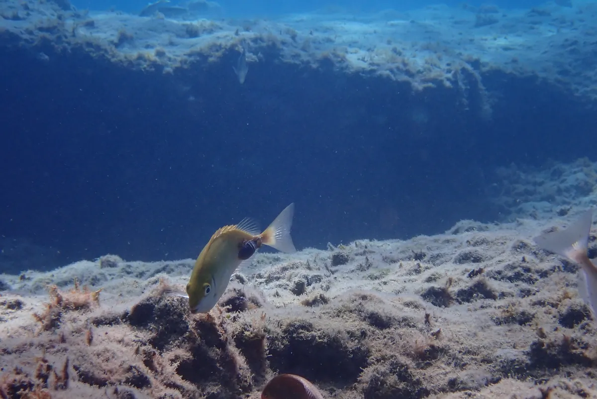 Rivulated Rabbitfish