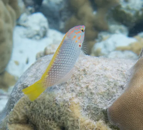 Checkerboard wrasse