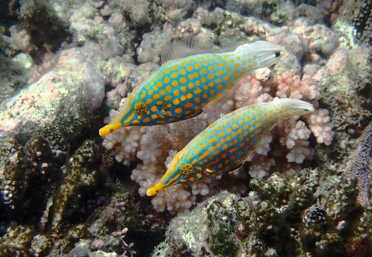 Harlequin filefish