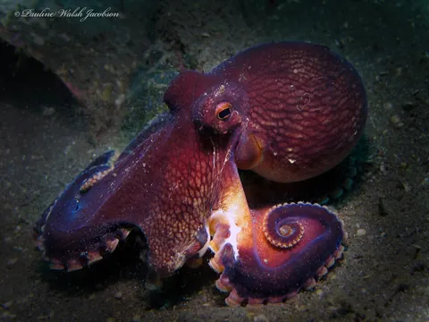 Coconut octopus