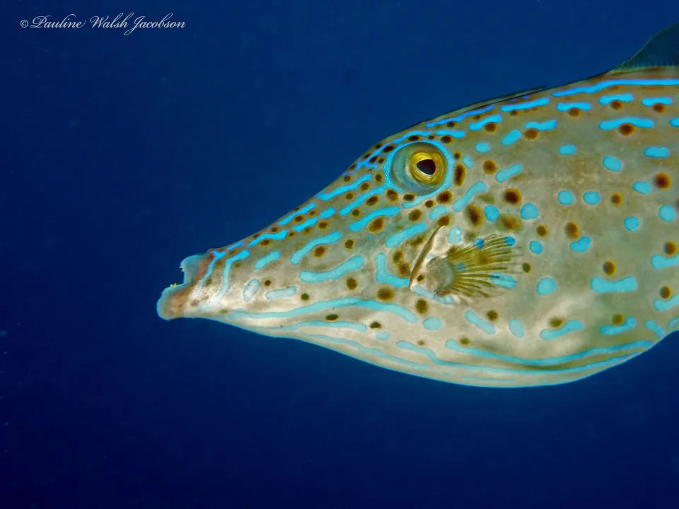 Scribbled leatherjacket filefish