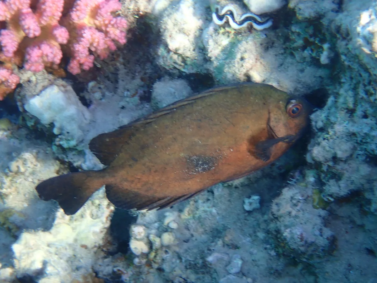 Dusky Spinefoot