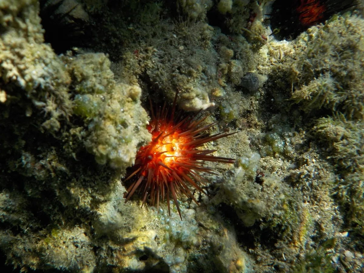 Atlantic Rock-boring Urchin