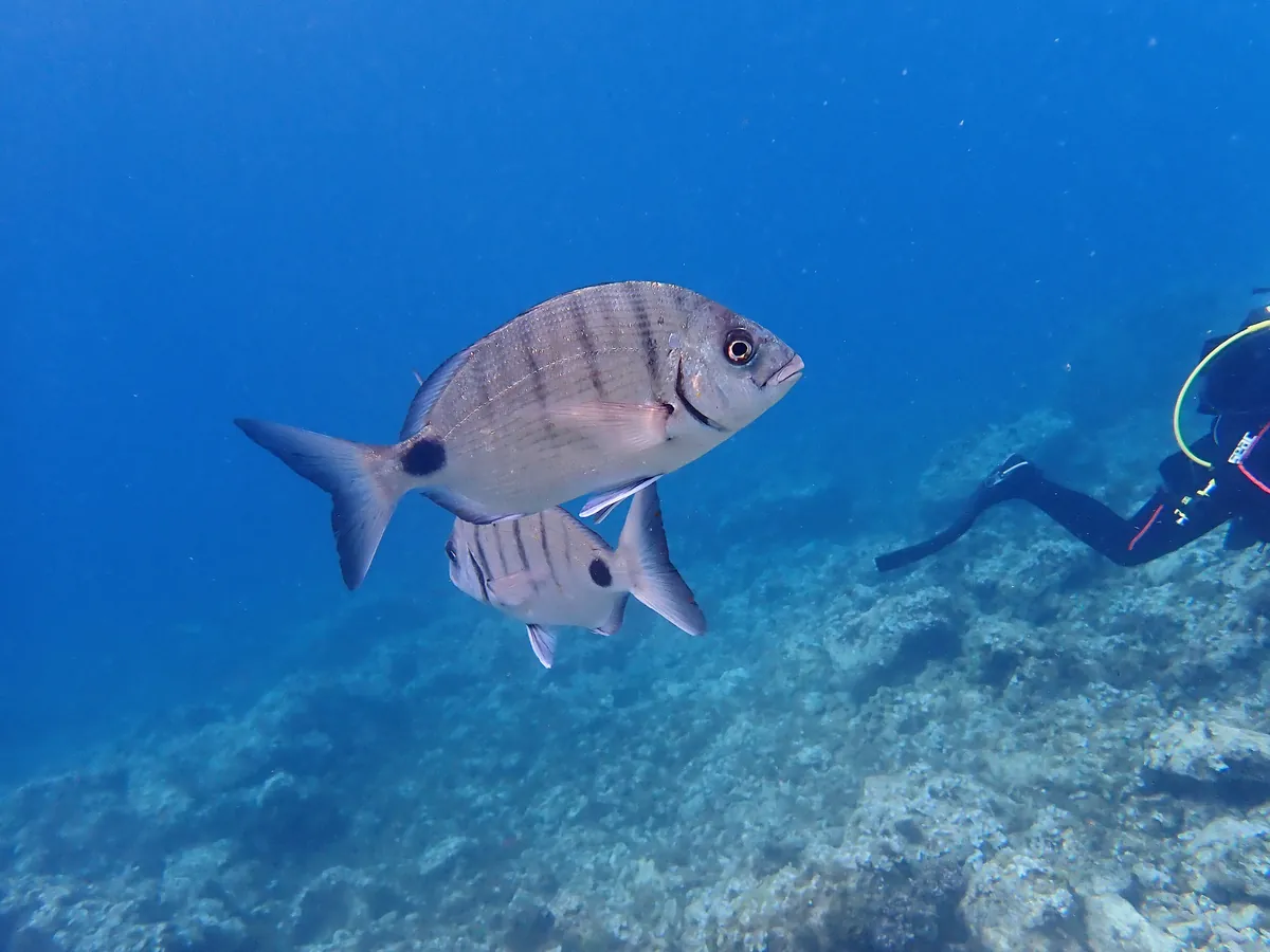 White Sea Bream