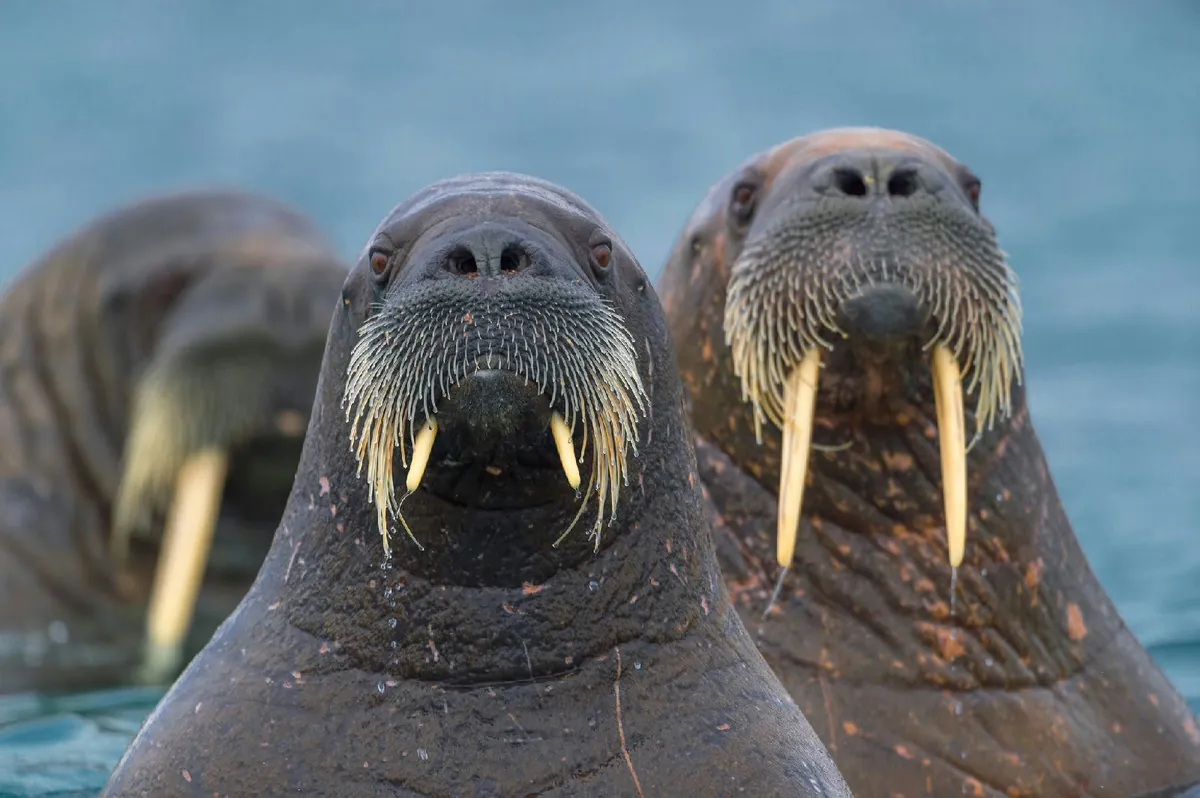 Walrus
