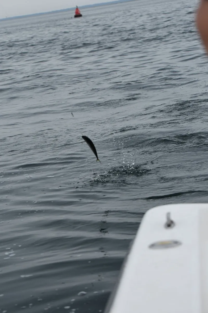 Atlantic Mackerel
