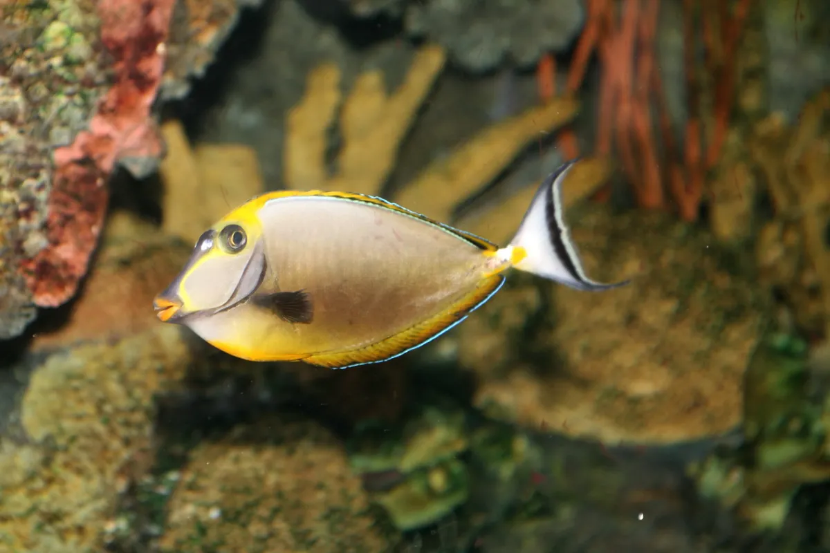 Elegant Unicornfish