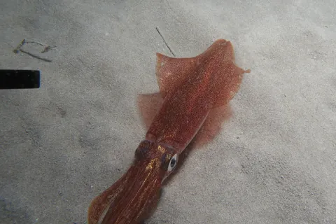 European squid