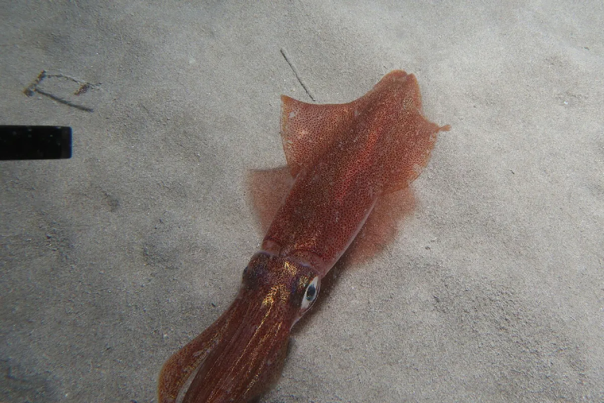 European squid