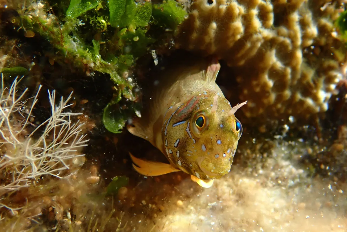Sphinx Blenny