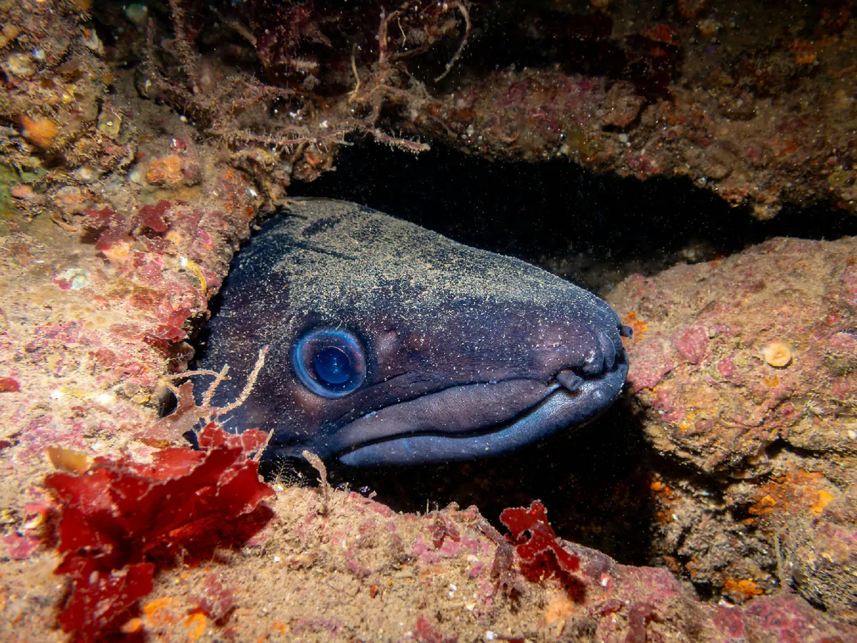 European Conger