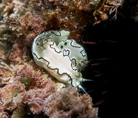Black-margined Nudibranch