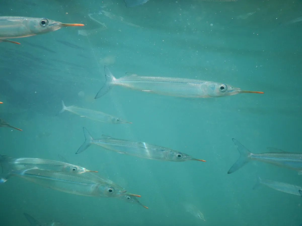 Garfish