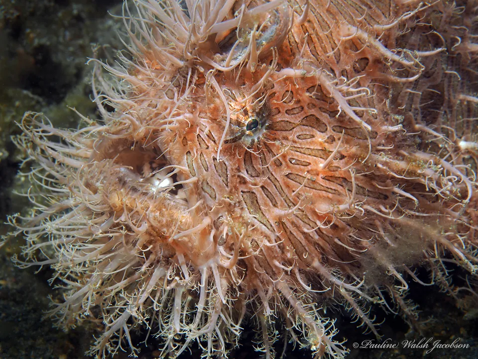 Striated frogfish