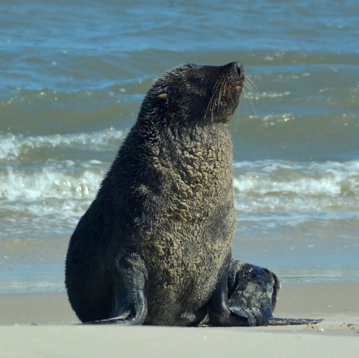 South American Fur Seal