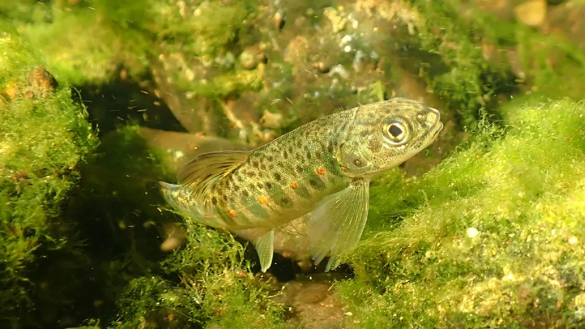 Atlantic Salmon
