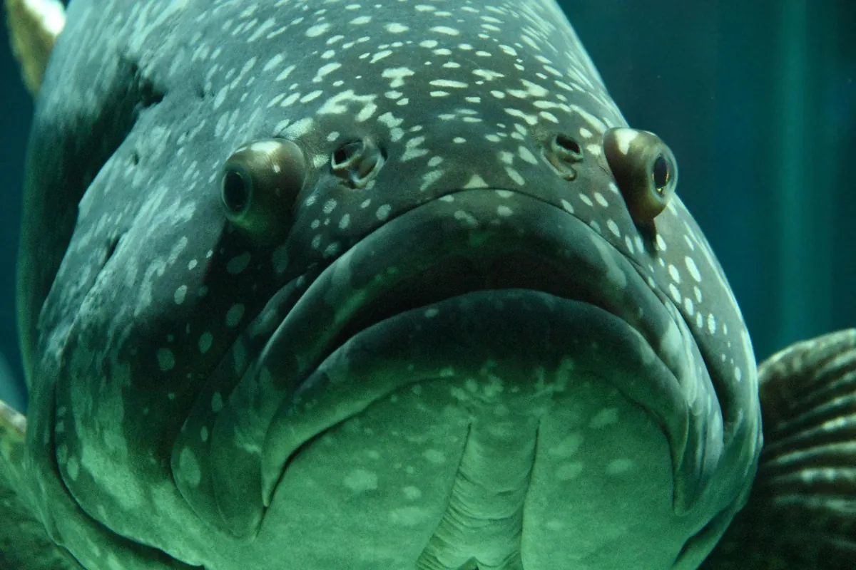Groupers