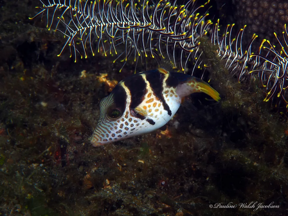 Valentin's sharpnose puffer