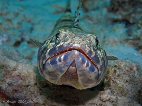 Sand diver