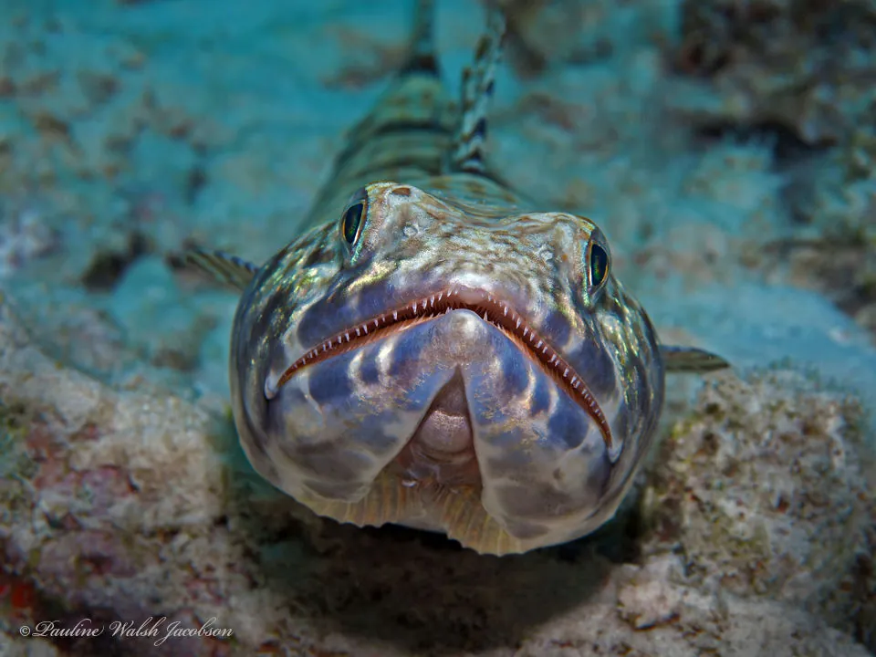Sand diver