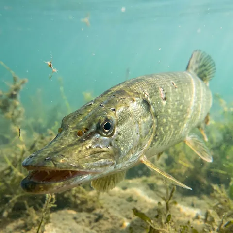 Pike