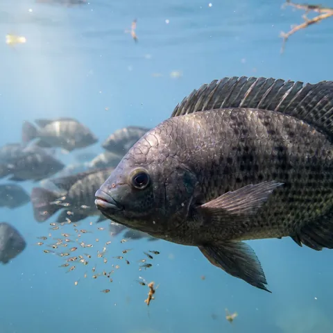 Mozambique Tilapia